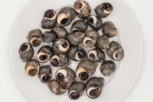 Bígaros