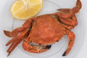 Nécoras
