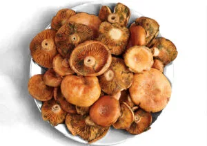 Níscalos