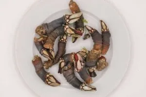 Percebes